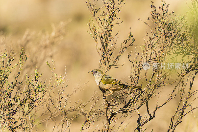 潘帕・芬奇(Embernagra platensis)